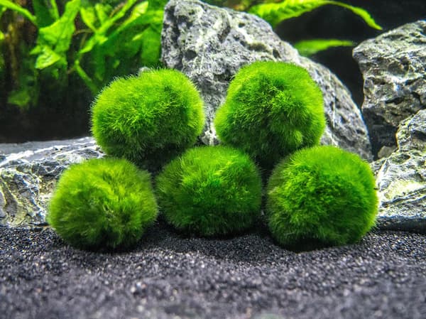 10 Marimo Mos Kugler 2,5 cm, Simuleringsgrøn algebold