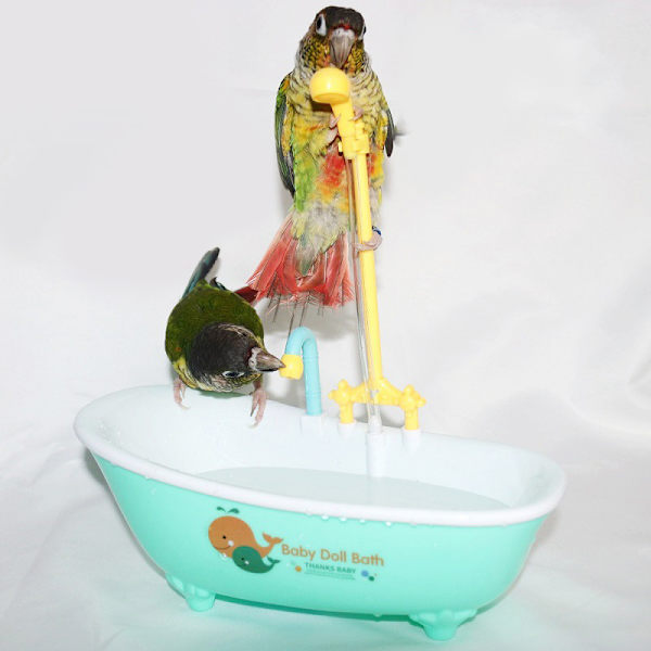 Parrot Automatisk Badkar Fågel Badkar Fågel Dusch Bad Show Green
