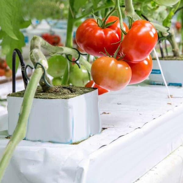 10st rockwool hydroponics odlar startkuber