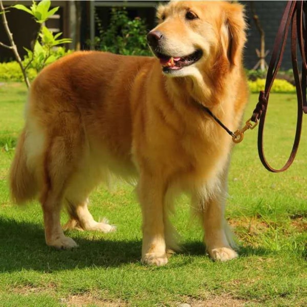 Hundkoppel i medium läder Slitstarkt, mjukt och bekvämt flätat läderkoppel lämpligt för hundträning för medelstora och små hundar