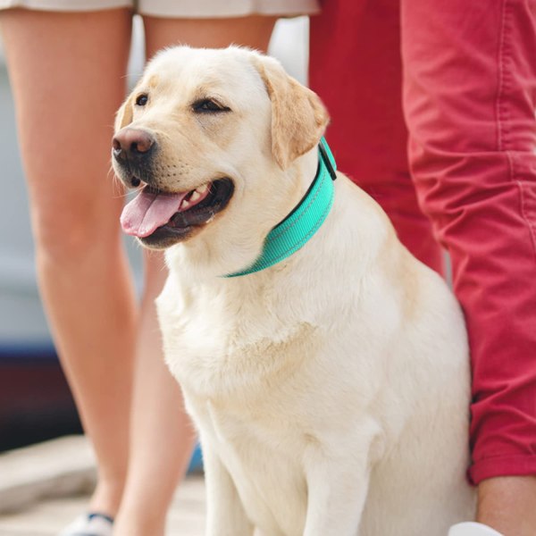 Säkerhetsspärr husdjur nylon hund dragrep kostym hund dragkrage bekvämt cover (2,0*50 cm, Green Light Forest)