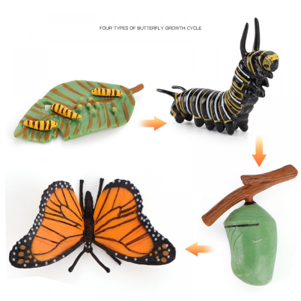 Animal Growth Cycle Biological Model , Tillväxtstadium Livslika fjärils livscykelmodell Set för barn Utbildning Festfavoriter med insektstema