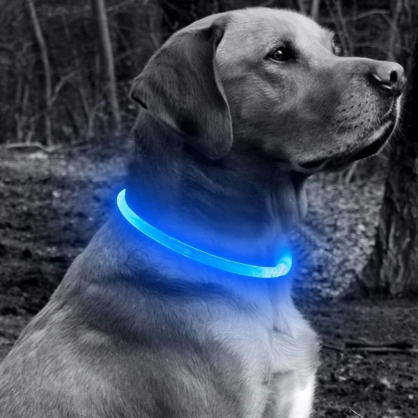 LED-lampa för hundhalsband USB laddningslampa för hundhalsband, lämplig för små och medelstora hundar (blå, 50 cm)