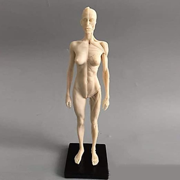 11 tum Mänsklig anatomisk modellkonst skyltdocka Muskuloskeletala struktur målning Skulptur Vit kropp Man+kvinna