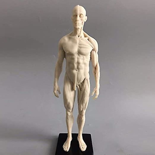 11 tum Mänsklig anatomisk modellkonst skyltdocka Muskuloskeletala struktur målning Skulptur Vit kropp Man+kvinna
