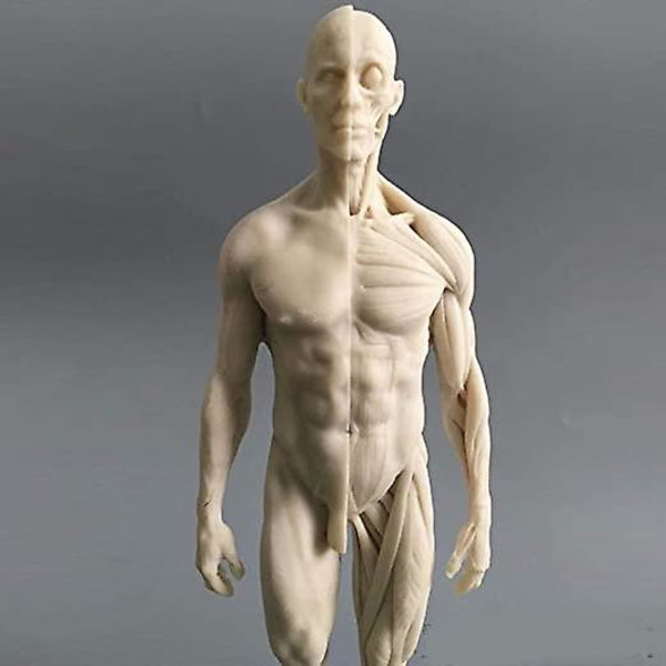 11 tum Mänsklig anatomisk modellkonst skyltdocka Muskuloskeletala struktur målning Skulptur Vit kropp Man+kvinna