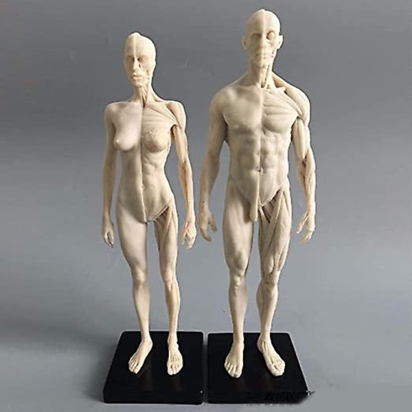 11 tum Mänsklig anatomisk modellkonst skyltdocka Muskuloskeletala struktur målning Skulptur Vit kropp Man+kvinna