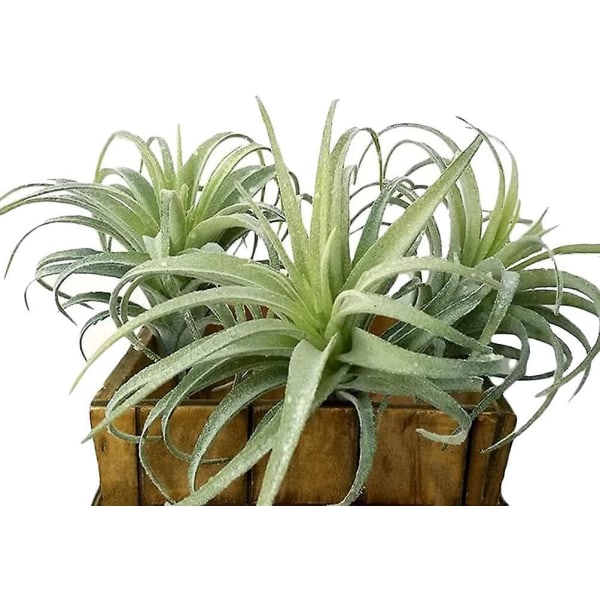 Kunstige Luftplanter Falske Sukkulenter Planter Uden Potte Små Tillandsia Ser Ægte Ud I Flokket Grøn Premium Håndværk DIY Blomsterdekoration Til Hjemmehave