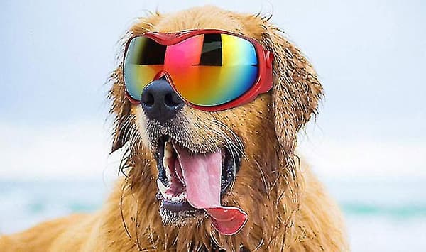 UV Solbriller til Store og Mellemstore Hunde red