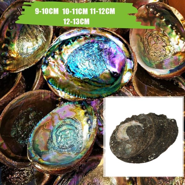 Stort naturligt Abalone Shell Smudging Lugnande energidekor Hem Black-brownA 10-11cm
