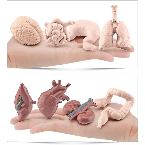 Livslignende organer model - 8 stykker menneskelig krop model indre organer Anatomi Legetøj, videnskabssæt Legetøj