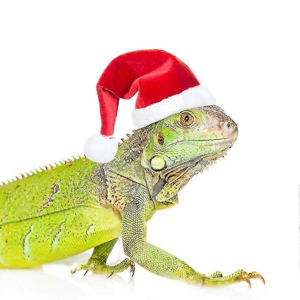 Kyllinge kæledyr julesæt julehat tørklæde sæt kæledyrstilbehør