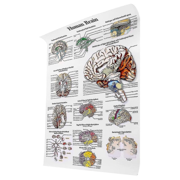 Aivojen anatomiajuliste, 2 pakkauksen laminoitu ihmisen aivokaavio, aivot