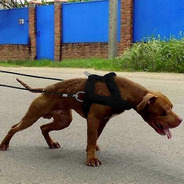Kraftig hundsele för viktträning för schäfer och pitbull S