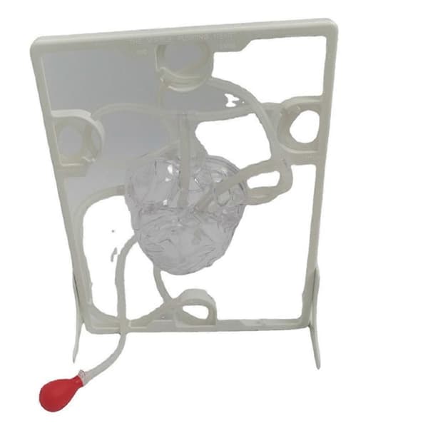 Hjertekretsløpsmodell Simulering Vitenskap Utdanning OrganmodellCJY White