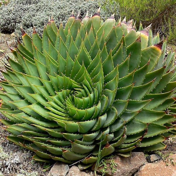 100 kpl Aloe Polyphylla Seed Garden Mehikasvit Kotitalous Toimisto Piha Puutarha