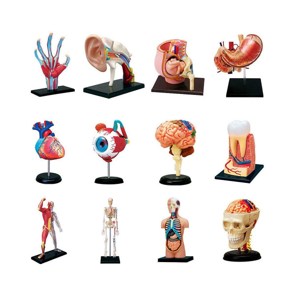 -torso Human Body Model Removable Parts Education Organs Model For Teaching Study Class Students(mu