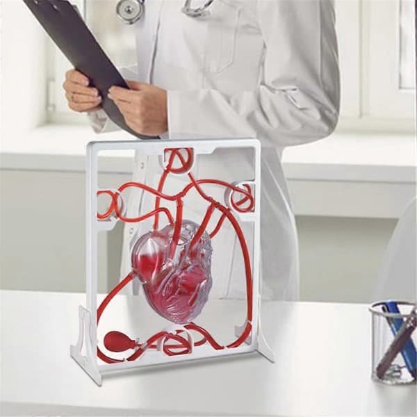 Hjertekretsløpsmodell Simulering Vitenskap Utdanning OrganmodellCJY White
