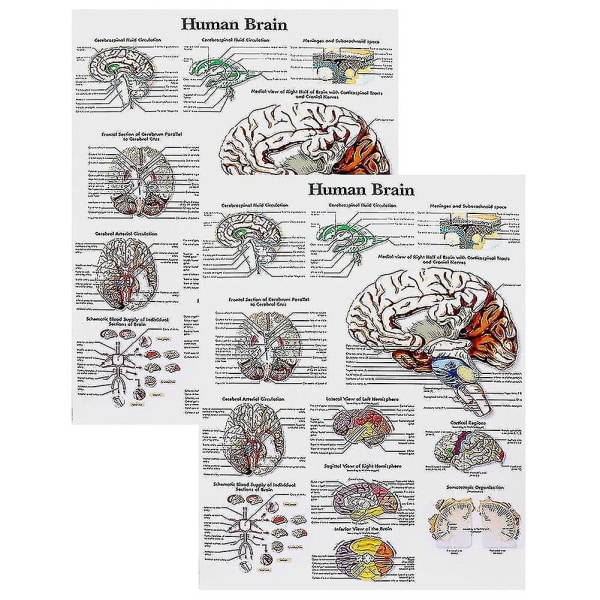 Hjernens anatomi-plakat, 2-pakk laminert menneskelig hjernediagram, hjerne