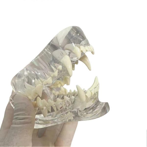 Gennemsigtig tænder anatomisk model (hund)CJY 34 plastic