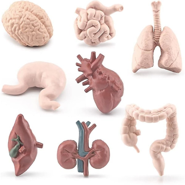 Livslignende organer model - 8 stykker menneskelig krop model indre organer Anatomi Legetøj, videnskabssæt Legetøj