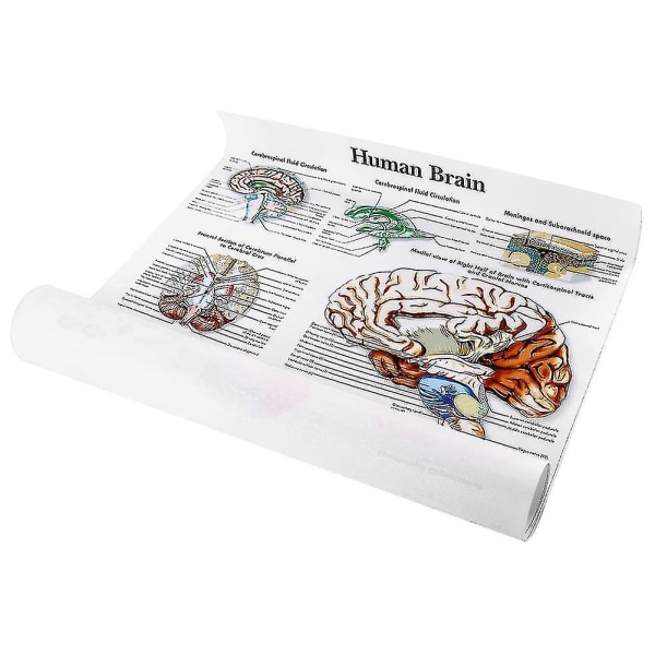 Brain Anatomy Poster, 2-pack Laminerad Human Brain Chart, Brain