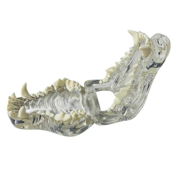 Transparent anatomisk tandmodell (hund)CJY 34 plastic
