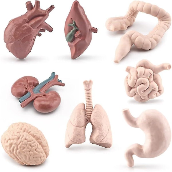 Elävä elinten malli - 8 kappaletta ihmiskehon malli Sisäelinten anatomialelu, tiedesarjat lelu