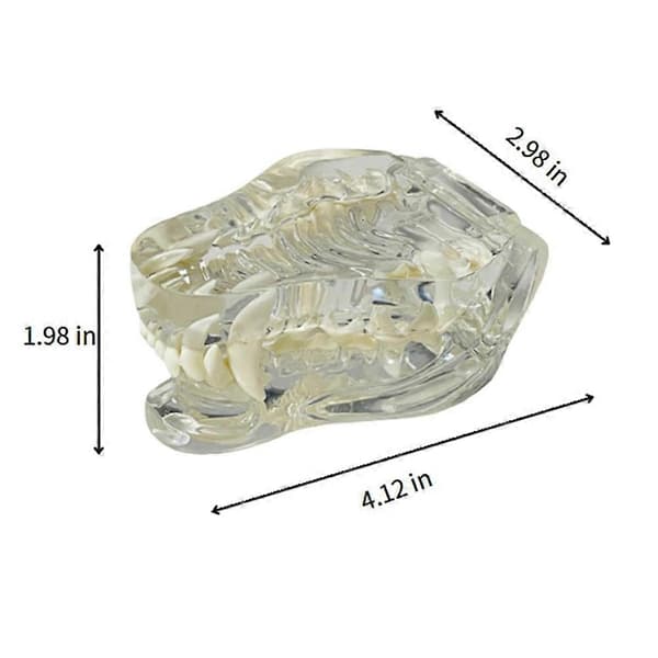 Transparent anatomisk tandmodell (hund)CJY 34 plastic