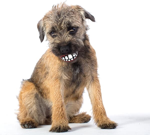 3-delt sæt, tre farvede tænder bold, hund laver lyd, er resistent