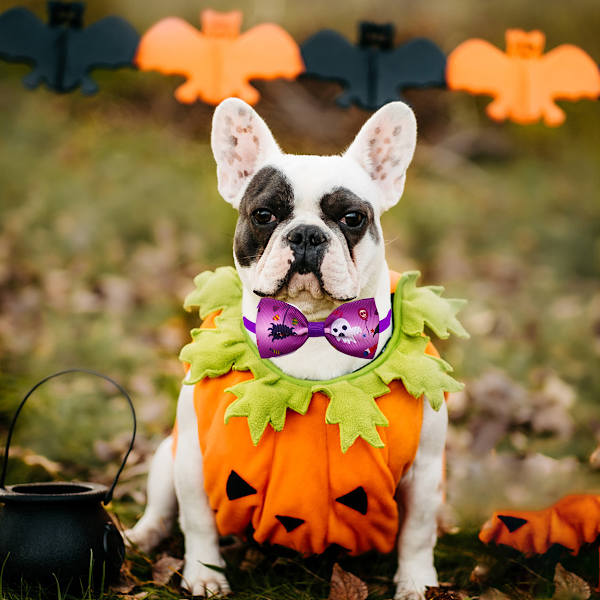 4 kpl Halloween-lemmikkieläinten koristeita Halloween-lemmikkieläinten tarvikkeita Halloween
