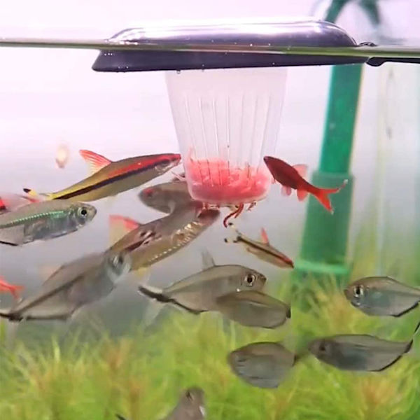Akvarium rød orm kop rød orm feeder tragt kegle med sugekop fodring kop fodring ring