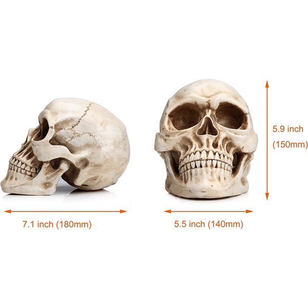 Livsstor menneskeskallemodell 1:1 Replika Realistisk Voksen Skalle