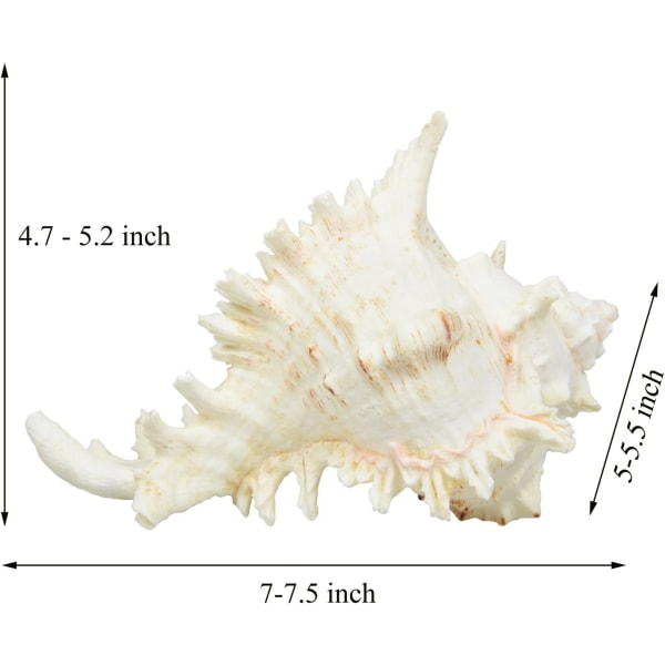 Store Naturlige Havskaller, Store Ocean Conchs 7-8 Tommer Jumbo Hav