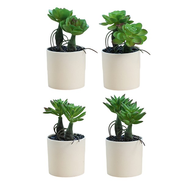 4 stk. sukkulenter med poler i begge ender, bonsai kreativ