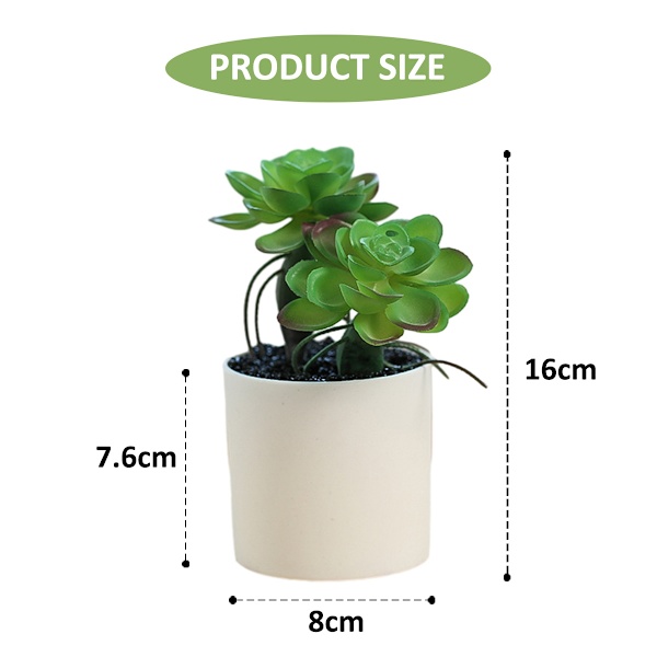 4 stk. sukkulenter med poler i begge ender, bonsai kreativ