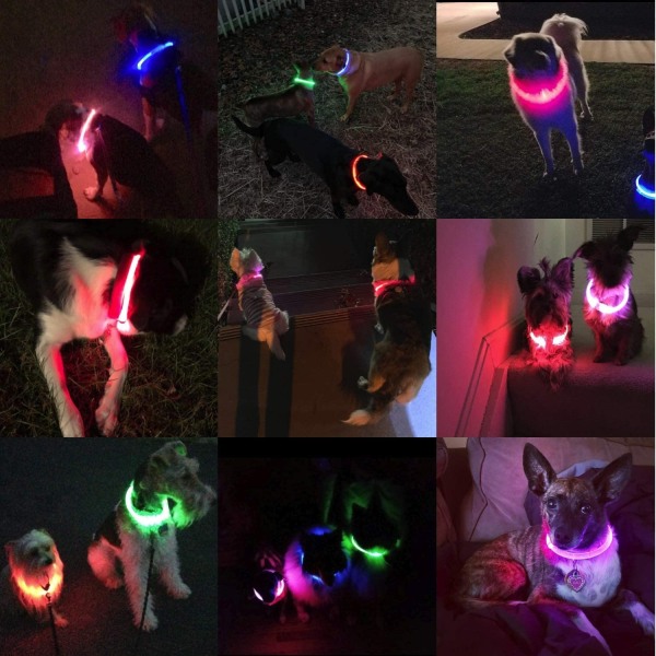 Light Up Hundhalsband Uppladdningsbart LED-halsband för små hundar