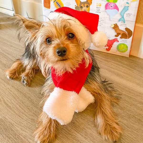 Julekapper og hatte til kæledyr, festligt tøj. Hunde forvandles til julekostumer s
