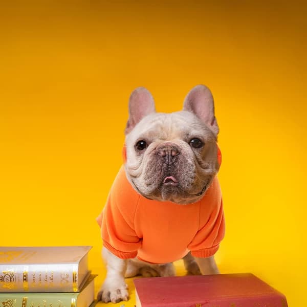 Hættetrøjer til hunde, sweatshirt til hunde kæledyr sweater tøj jakke