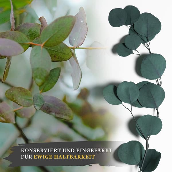 Torkade Blommor Kollektion, Helande Eukalyptusdoft Färska Eukalyptusblad För Aromaterapi, Silverdollarblad Som Idealisk Julklapp, Konserverade