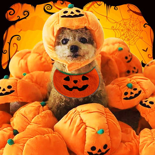 Hatt for hund Halloween, Katt gresskarhatt, Valp fest Rollespill