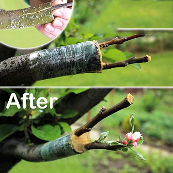 Havetape til frugttræer, Phytoremediation Sprout