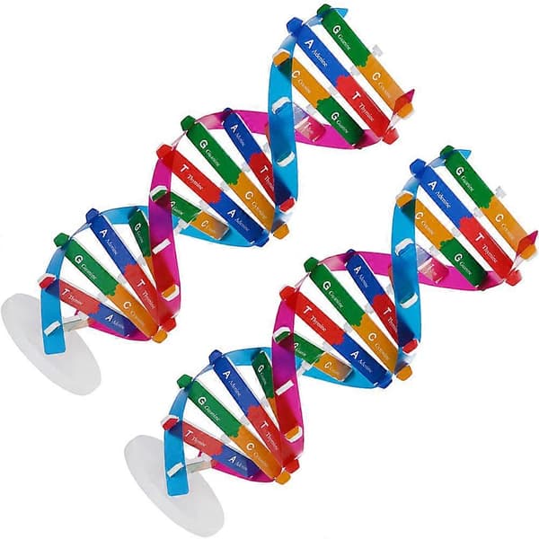 2 stk. DNA-modeller Dobbeltspiralmodelkomponenter Videnskabeligt undervisningsinstrument