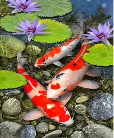 30x40cm 5D DIY Diamantmålning Full, Série Poissons#B, DIY Diamant