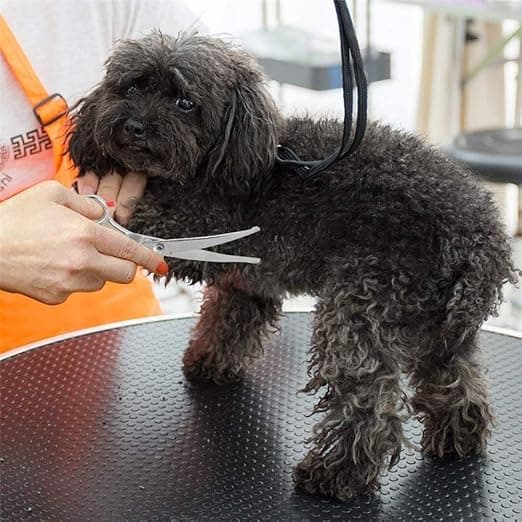 Hundesaks Rustfritt Stål Skarp 13,5 cm Profesjonell Hundepleie