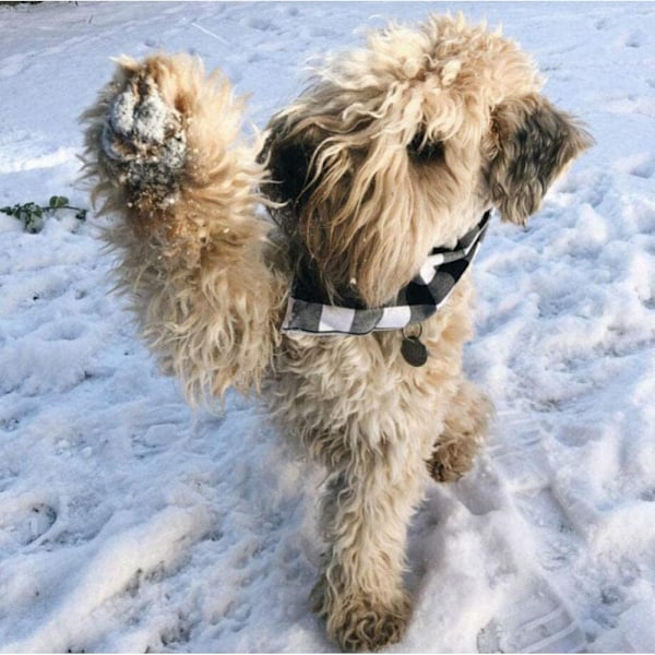 4 st klassiska rutiga hundbandanas i bomull, bandanas för valpar, halsduk för husdjur, triangelscarf för små, medelstora och stora hundar och katter