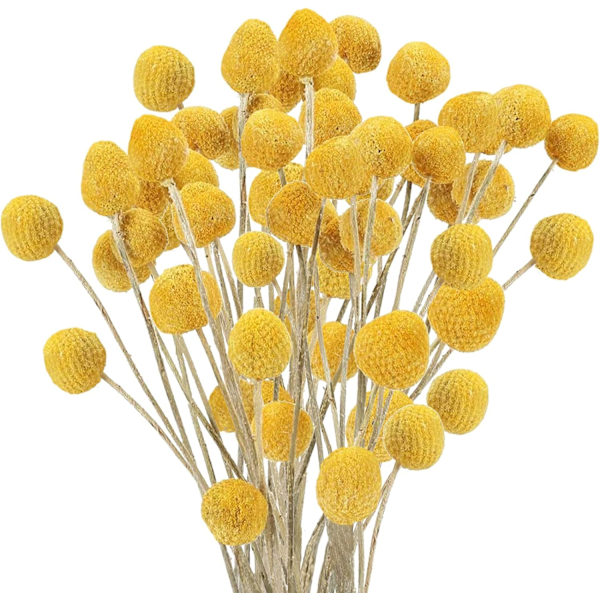 Uieke 30 st naturliga torkade blommor Craspedia Billy Balls blommor