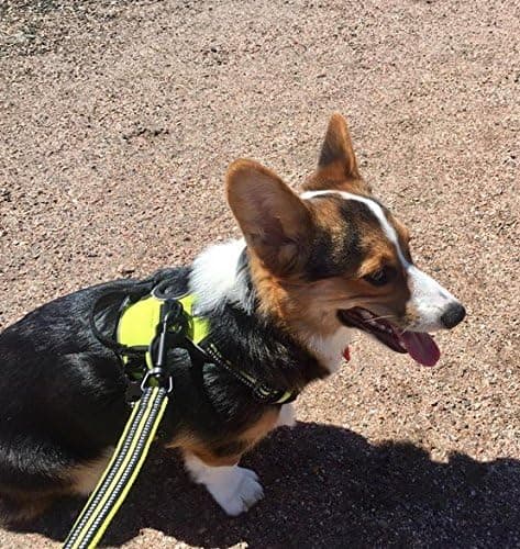 Grön, L-hållbar hundsele med justerbar vadderad säkerhet