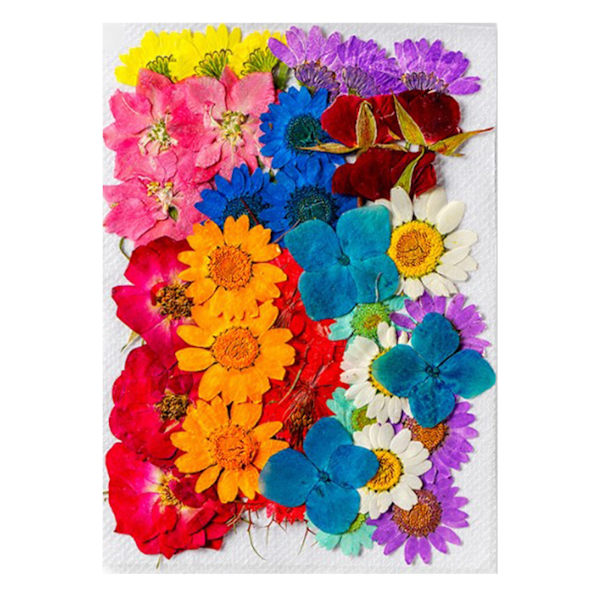 36 stk. Tørrede Blomster Assorterede Stilarter Farver Naturligt Materiale Multifunktionelle Tørrede Blomsterhoveder til Dekoration DIY