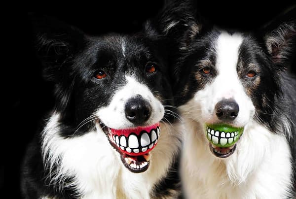 3-delt sæt, tre farvede tænder bold, hund laver lyd, er resistent